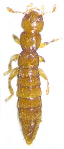 Réf. 214 956 : Octavius confusus